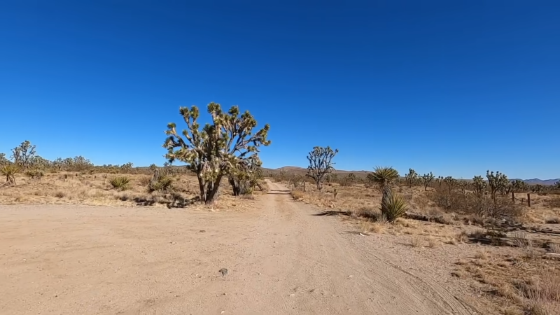 Joshua Tree Forest